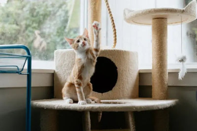 An orange and white cat reaching up with its paw while sitting on a cat tree. 