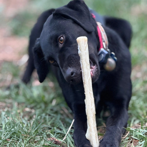11.5 Inch Durable Nylon Dog Chew Stick – Safe Non-Toxic Toy | Made in USA SodaPup  Nylon Dog Toys