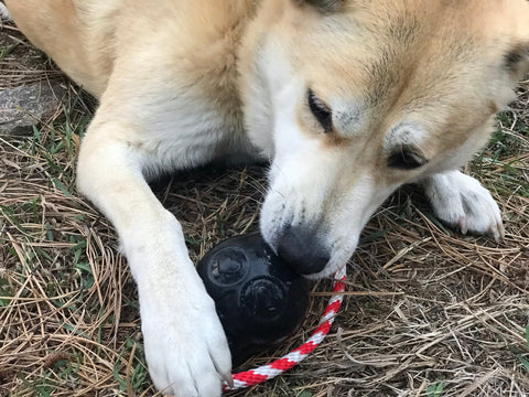 USA-K9 Durable Rubber Skull Dog Chew Toy – Tug and Treat Dispenser | Made in USA SodaPup  Rubber Dog Toys