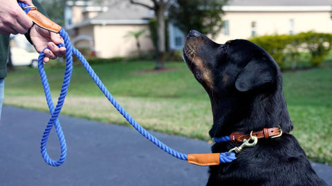 Cotton Rope Leash Auburn Leathercrafters  item