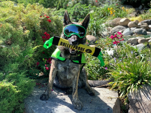 Dock Diving Weighted Bumper Tug – Custom Competition Training Toy | Made in USA Bulletproof Pet Products Inc  DOCK TUG