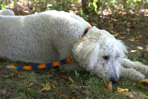 Game Day Dog Collar – Hand-Woven Nylon Backed with Brass Buckle | Durable Pet Collar Made in USA Auburn Leathercrafters  item
