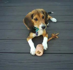 Handcrafted Natural Leather Dog Tug Toy – Durable Interactive Play – Auburn Leathercrafters | Made in USA Auburn Leathercrafters  item