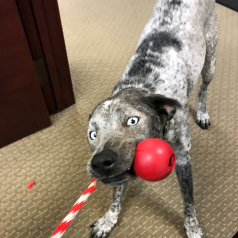 USA-K9 Cherry Bomb Durable Rubber Dog Chew Toy – Treat Dispenser Tug Toy | Made in USA SodaPup  Rubber Dog Toys