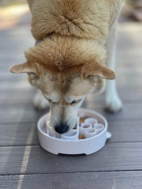 SodaPup Java Enrichment Slow Feeder Bowl for Dogs – Mental Stimulation | Made in USA SodaPup  EBOWL