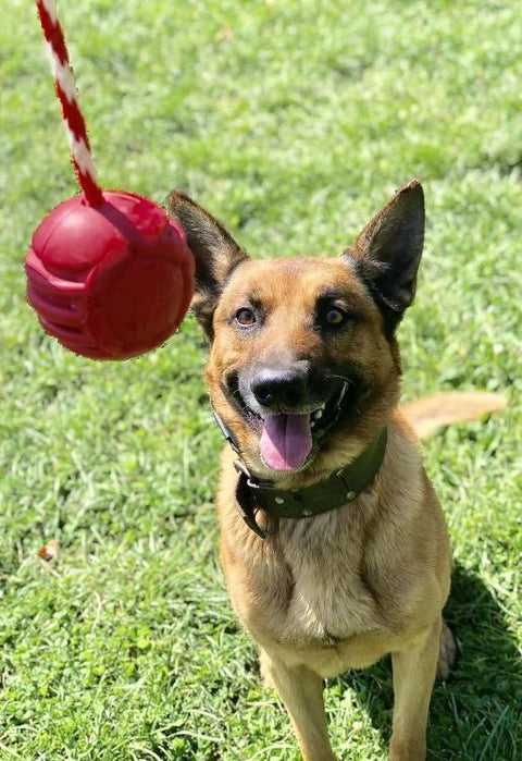 USA-K9 Durable Rubber Chew Ball – Tough Dog Toy for Power Chewers | Made in USA SodaPup  Rubber Dog Toys