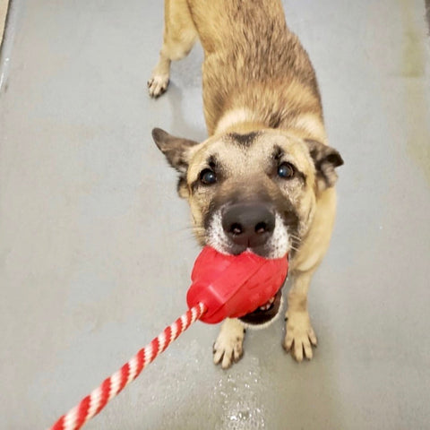 USA-K9 Grenade Durable Rubber Dog Chew Toy – Tug & Treat Dispenser | Made in USA SodaPup  Rubber Dog Toys