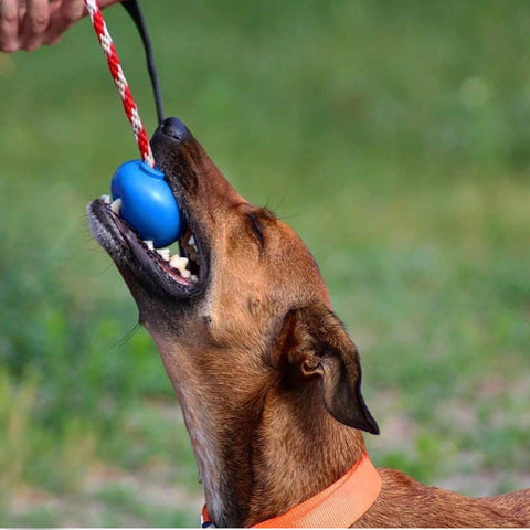 USA-K9 Cherry Bomb Durable Rubber Dog Chew Toy – Treat Dispenser Tug Toy | Made in USA SodaPup  Rubber Dog Toys