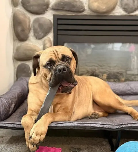 Indestructibone Professional Epic Ollie Solid Dog Chew Toy – Extra Large 140lbs+ | Made in USA Bulletproof Pet Products Inc  Indestructibone chew toys