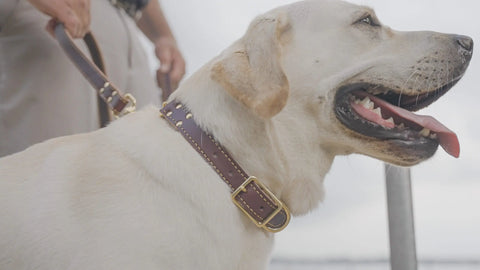 Lake Country Adjustable Martingale Collar Auburn Leathercrafters  item