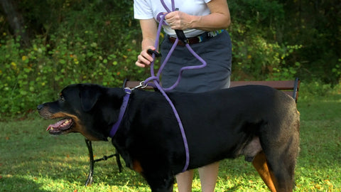 Reflective Combination Pet Harness Leash – 8.5 Ft Double-Braided Nylon Rope | Made in USA for Safety and Control Auburn Leathercrafters  item