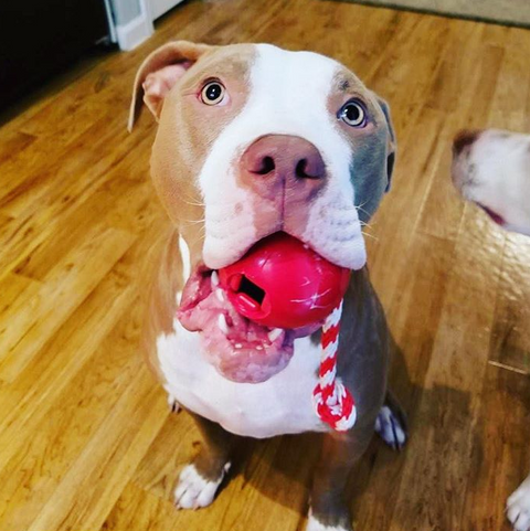 USA-K9 Cherry Bomb Durable Rubber Dog Chew Toy – Treat Dispenser Tug Toy | Made in USA SodaPup  Rubber Dog Toys