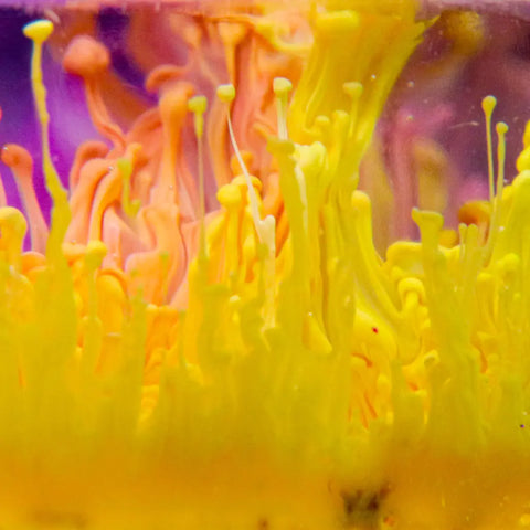 Vivid yellow and orange Alcohol Ink Sinker from ArtResin swirls in water, forming abstract, flame-like patterns on a purple background—perfect for inspiring petri art coasters or experimenting with ArtResin Epoxy Resin.