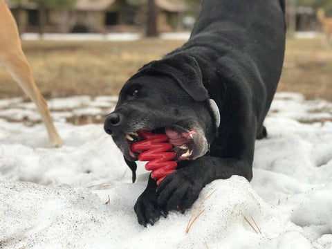 Christmas Tree Nylon Dog Chew Toy – Ultra Durable Holiday Pet Toy | Made in USA SodaPup  Nylon Dog Toys