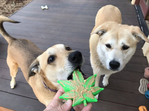 Colorado Maple Leaf Nylon Dog Chew Toy – Durable Power Chewer Toy | Made in USA SodaPup  Nylon Dog Toys