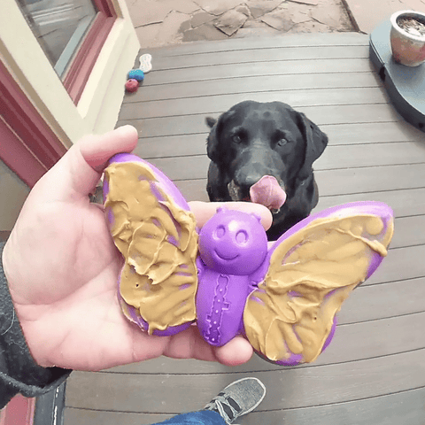 Butterfly Nylon Dog Chew Toy – Durable Enrichment Play – Made in USA SodaPup  Nylon Dog Toys