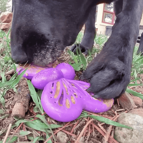 Butterfly Nylon Dog Chew Toy – Durable Enrichment Play – Made in USA SodaPup  Nylon Dog Toys