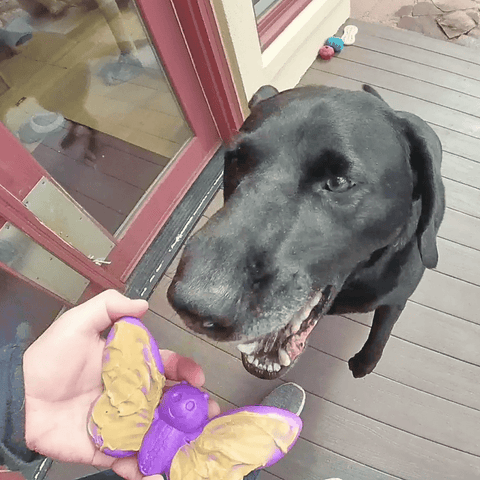 Butterfly Nylon Dog Chew Toy – Durable Enrichment Play – Made in USA SodaPup  Nylon Dog Toys
