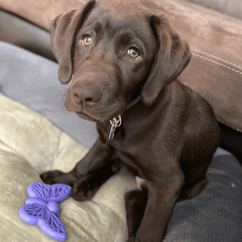 Butterfly Nylon Dog Chew Toy – Durable Enrichment Play – Made in USA SodaPup  Nylon Dog Toys
