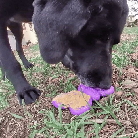 Butterfly Nylon Dog Chew Toy – Durable Enrichment Play – Made in USA SodaPup  Nylon Dog Toys