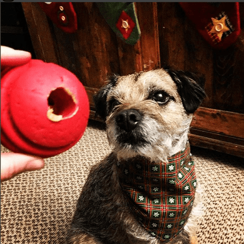 USA-K9 Durable Rubber Chew Ball – Tough Dog Toy for Power Chewers | Made in USA SodaPup  Rubber Dog Toys